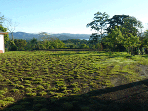 The lot is entered from the road through the single -lane village of Chimurria, otherwise known as El Roble.