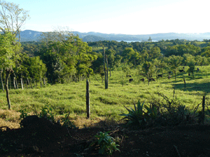 Below to the level area, the lot slopes gently down toward a line of bordering trees.