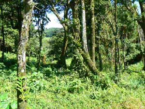 Lot for sale at Lake Arenal, Costa Rica