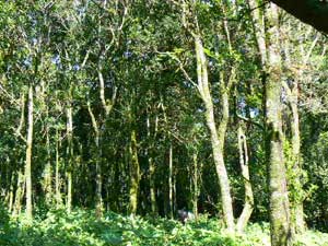 Lot for sale at Lake Arenal, Costa Rica