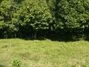 On the south boundary a forested stream flows to Lake Arenal.