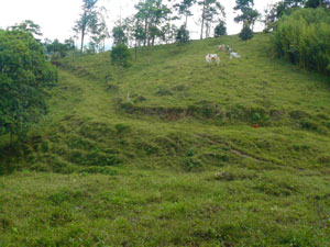 A currently unused road curves through the property past the spring to the hilltop in the northwest corner. 