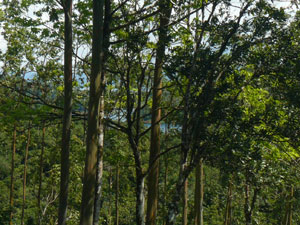 The neighboring land to the west slopes down to Lake Arenal in front of Santa Elena Island.