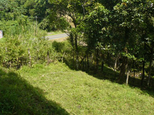 The lot borders the lake highway from which it is screened from vegetation as is the road that runs through the lot.