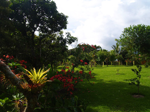 The variety of mature flora on the lot nake it superior to most other lots available at the lake. 