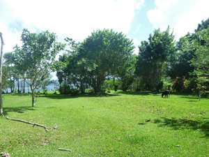 The bordering trees at back of lot are here seen from other property to the west.