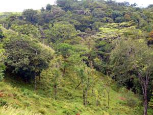 Above the upper end of the property is this forested hill.