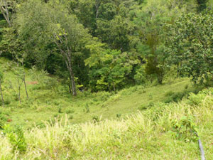 This forested quebrada runs along the northern edge of the property.