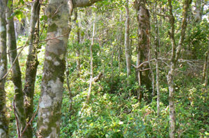 Some lots have sections of thick forest. 