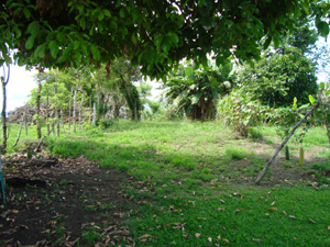 There are fruit and indigenous trees but much open space.