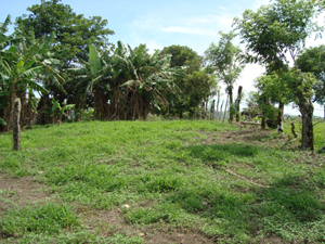 There's a large open area at the top of the lot from which there is a view of the lake to the near east.