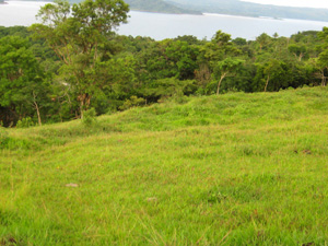 The lot is bordered by forested areas bringing wildlife nearby.