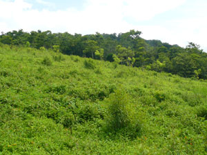 Thick forest lies between the lot and the lake.