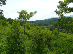 The Arenal Volcano lies within this view but is behind clouds on the day of this photo to the east. 