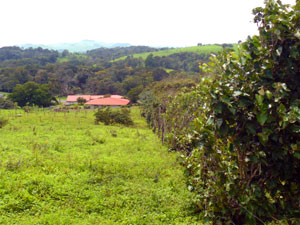 On the west side of the property is that line of mature trees.