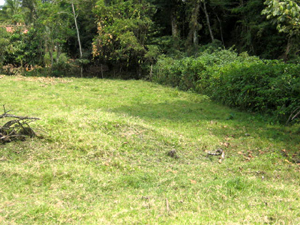 On the east side, a line of shrubs and a narrow band of forest screen the lot from the road.