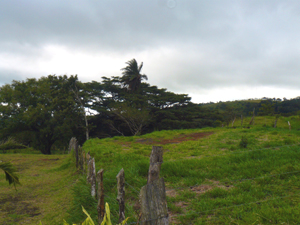 A nice building area has been selected near a stand of trees.