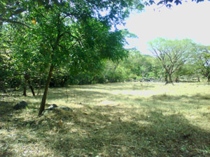 A beautiful border of tall trees lines the priver on the western side of the property.