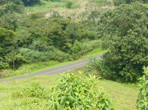 From high on the cabina acreage, the lake highway is visible as it reaches the western edge of the property.