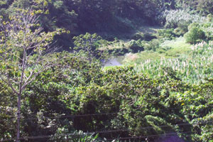 A lagoon of Lake Arenal penetrates the forested hillside below the lot.