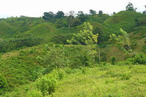 The area alternates between thick forest and pasture. 