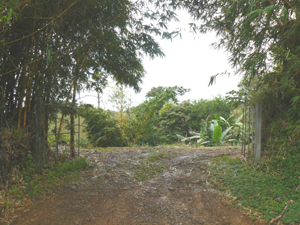 The entrance to this lot and the neighbor's is through this gate with nice over-arching trees.