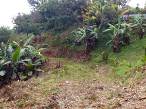 This road on the lot curves around trees and plants which hide the building site from the road to Turtle Cove.