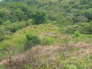 The forested terrain drops off steeply in front of the lot, assuring that no future building will obstruct the lake view.