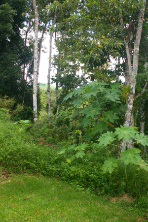 The lot sits between a country road and a forested valley with a stream, great for observing birds and, possibly, monkeys and sloths.