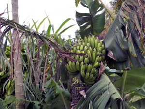 A banana tree on the property recently produced this impressive stalk. 