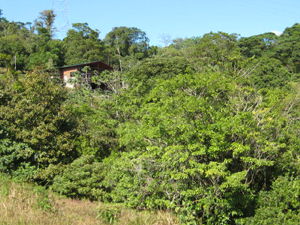 Sitting by itself with forest on 3 sides of its lot, the house is a great place for encountering birds and monkeys.